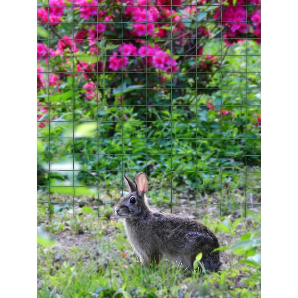 50 ft. L x 24-inch H Green Vinyl-Coated Welded Wire Netting Fence with 3-inch x 2-inch Mesh