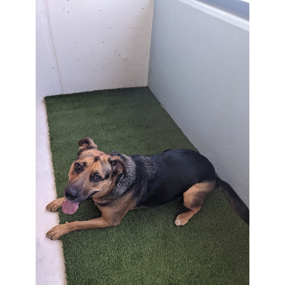 Pet 5ft x 10ft artificial grass for outdoor landscaping