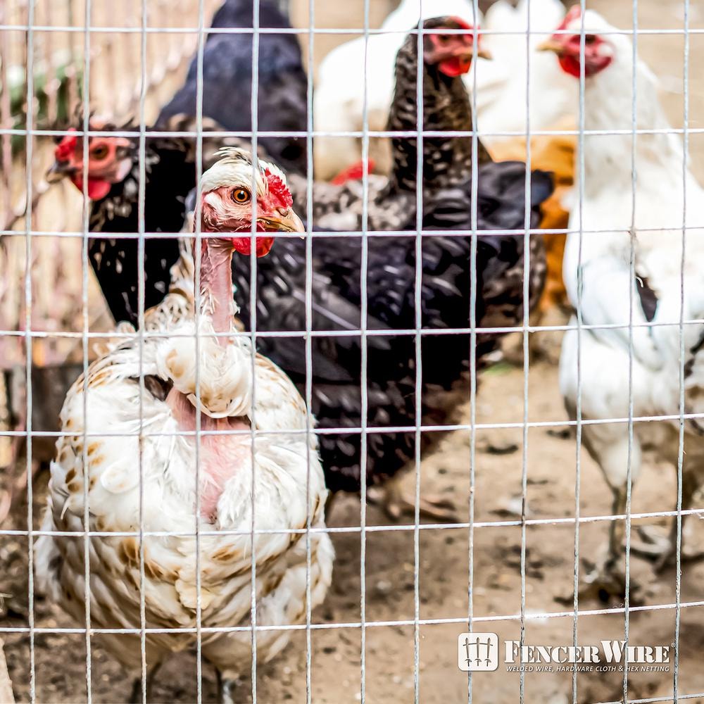 2 inch x 4 inch 6 ft. x 50 ft. 14-Gauge Galvanized Welded Fence