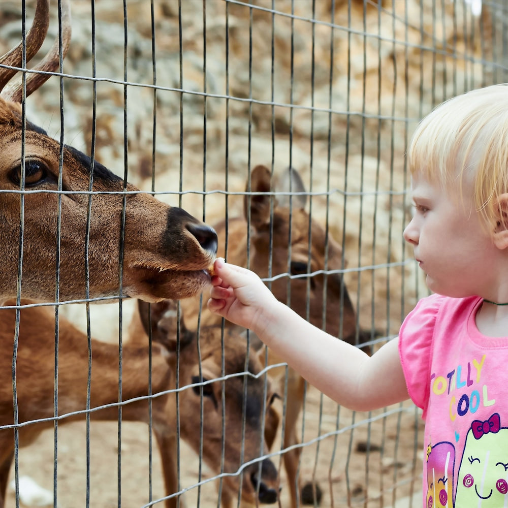 2 inch x 4 inch 2 ft. x 50 ft. 12.5-Gauge Galvanized Welded Fence