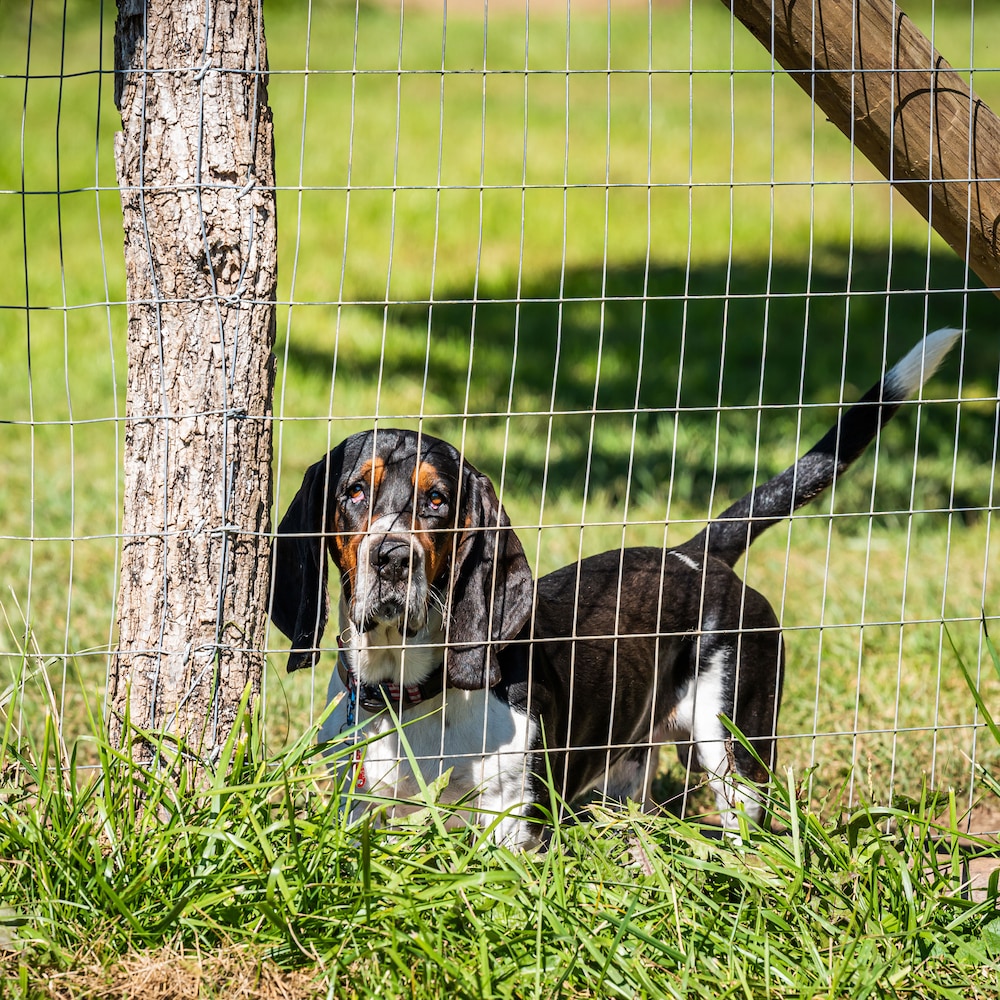 2 inch x 4 inch 4 ft. x 50 ft. 12.5-Gauge Galvanized Welded Fence
