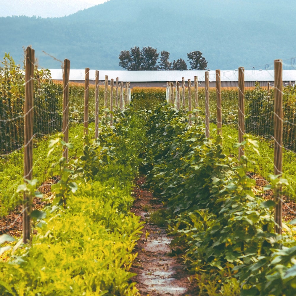 2 inch x 4 inch 5 ft. x 50 ft. 12.5-Gauge Galvanized Welded Fence