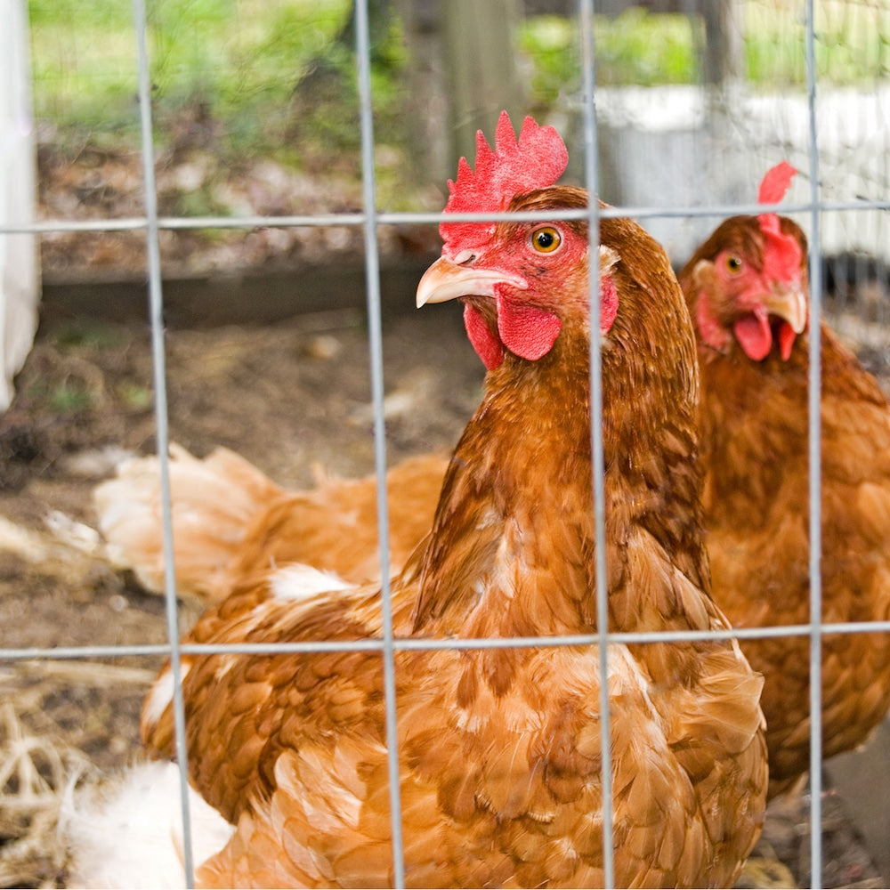 2 inch x 4 inch 6 ft. x 50 ft. 12.5-Gauge Galvanized Welded Fence