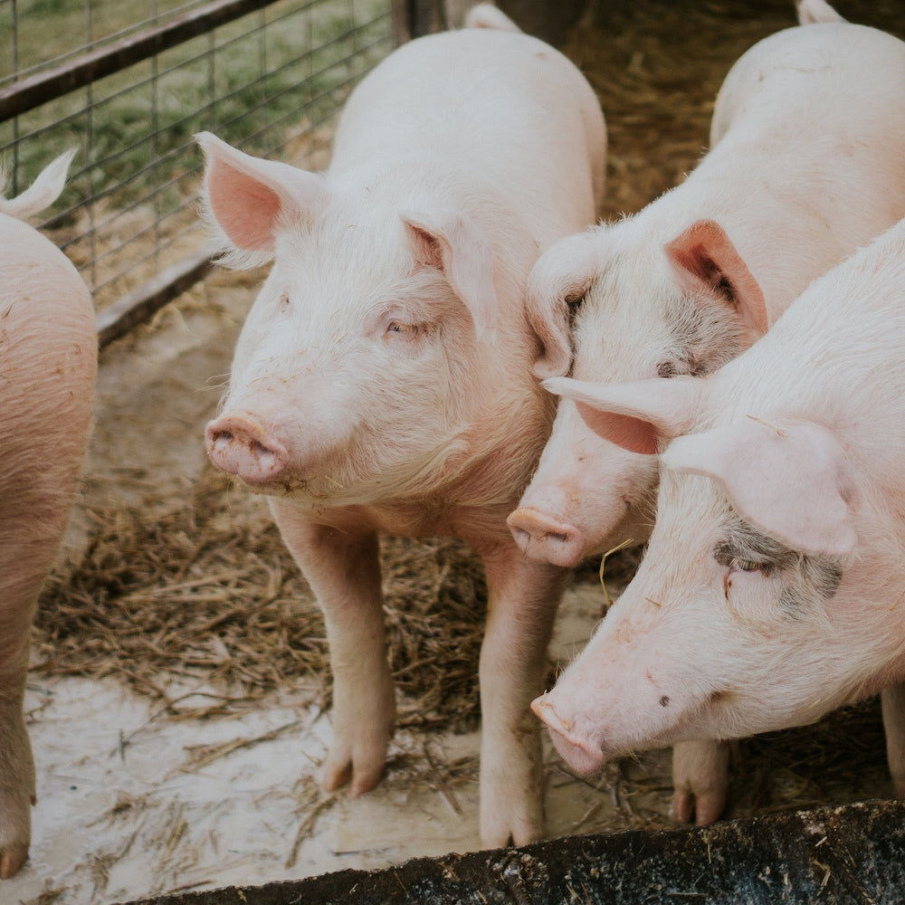 1 inch x 1/2 inch 2 ft. x 100 ft. 16-Gauge Galvanized Welded Fence