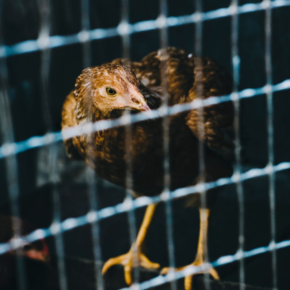 1 inch x 1/2 inch 3 ft. x 100 ft. 16-Gauge Galvanized Welded Fence