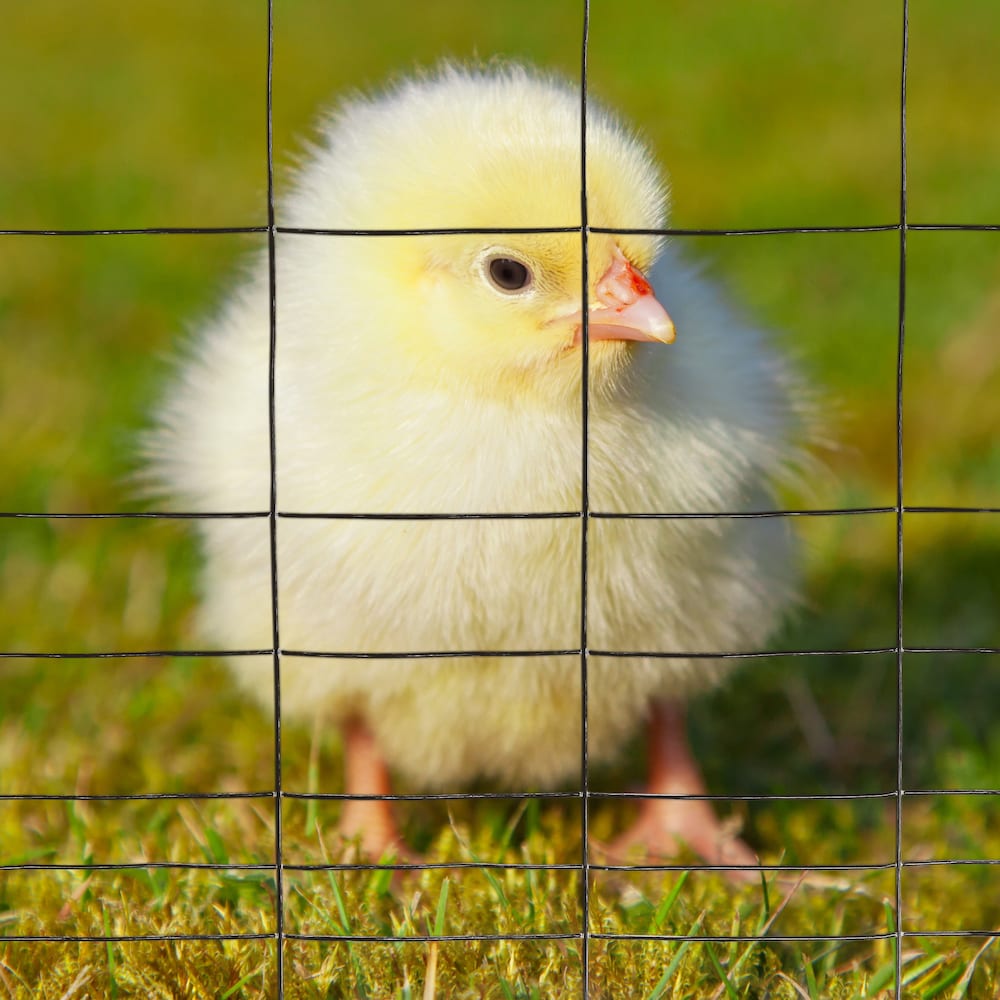 40-inch x 50ft. 16-Gauge Black PVC-Coated Rabbit Guard Fence