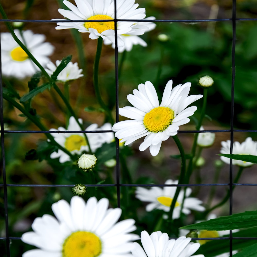 40-inch x 50ft. 16-Gauge Black PVC-Coated Rabbit Guard Fence