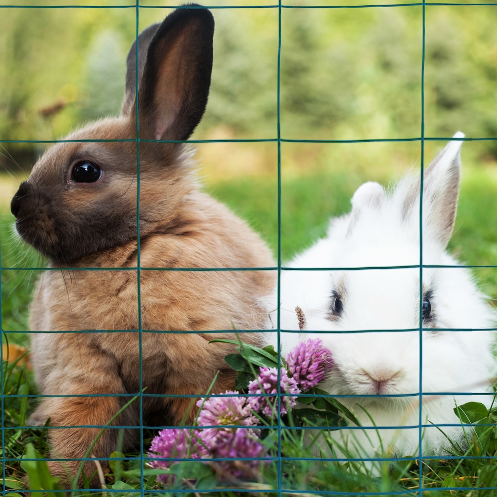 40-inch x 50ft. 16-Gauge Green PVC-Coated Rabbit Guard Fence