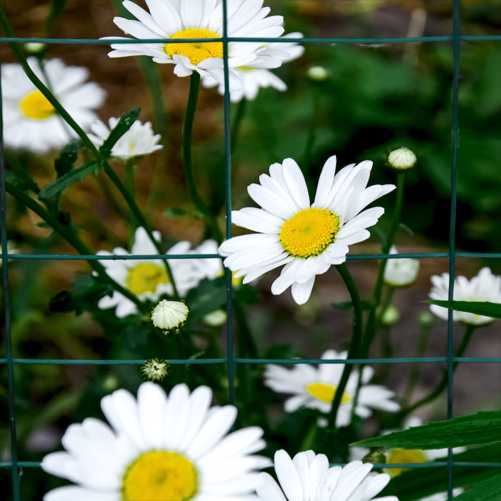 40-inch x 50ft. 16-Gauge Green PVC-Coated Rabbit Guard Fence