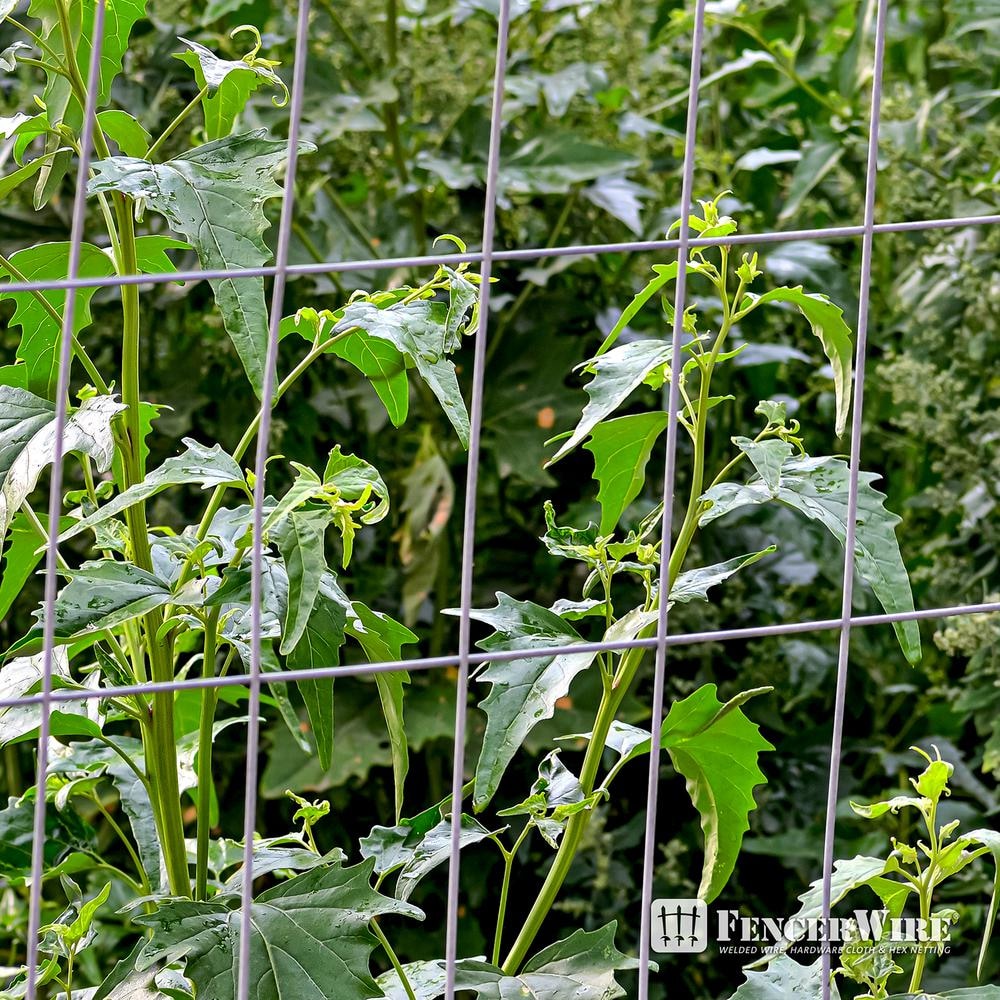 2 inch x 4 inch 6 ft. x 50 ft. 14-Gauge Galvanized Welded Fence
