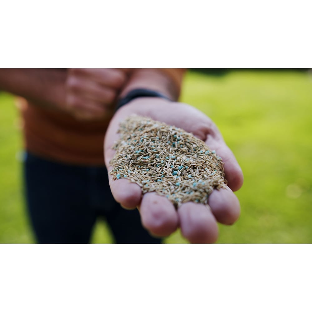 Turf Builder Quick + Thick Grass Seed Sunny Bluegrass Mix 12-0-0  - 1.2kg - 191m2 (2,066ft2)